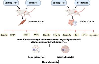 Skeletal muscles and gut microbiota-derived metabolites: novel modulators of adipocyte thermogenesis